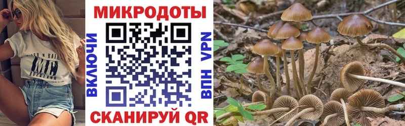 Купить  Геленджик  Галлюциногенные грибы Psilocybe 